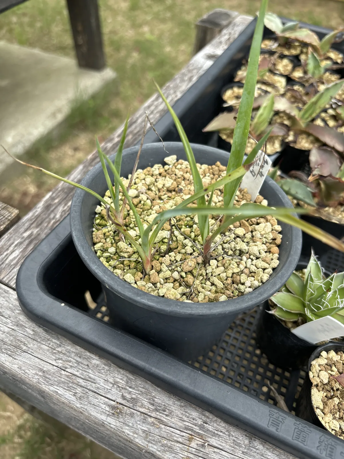 Yucca elata (ユッカ エラータ)