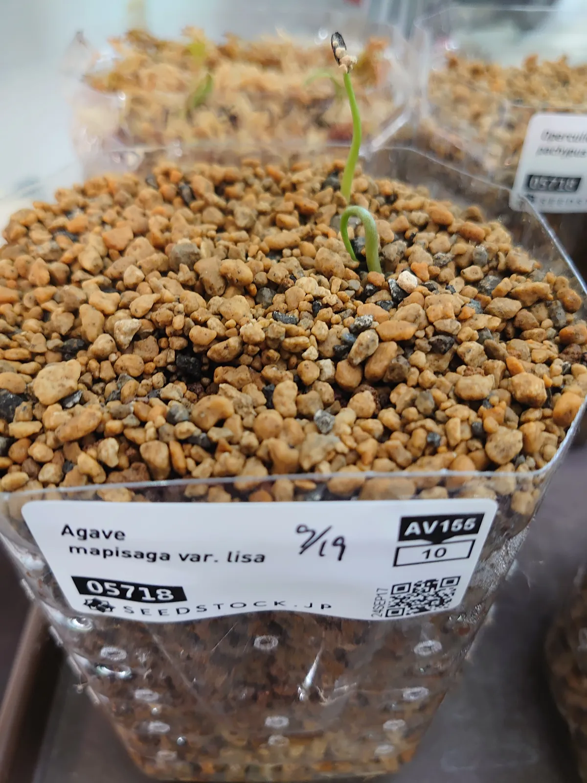 Agave mapisaga var. lisa (アガベ マピサガ リサ)