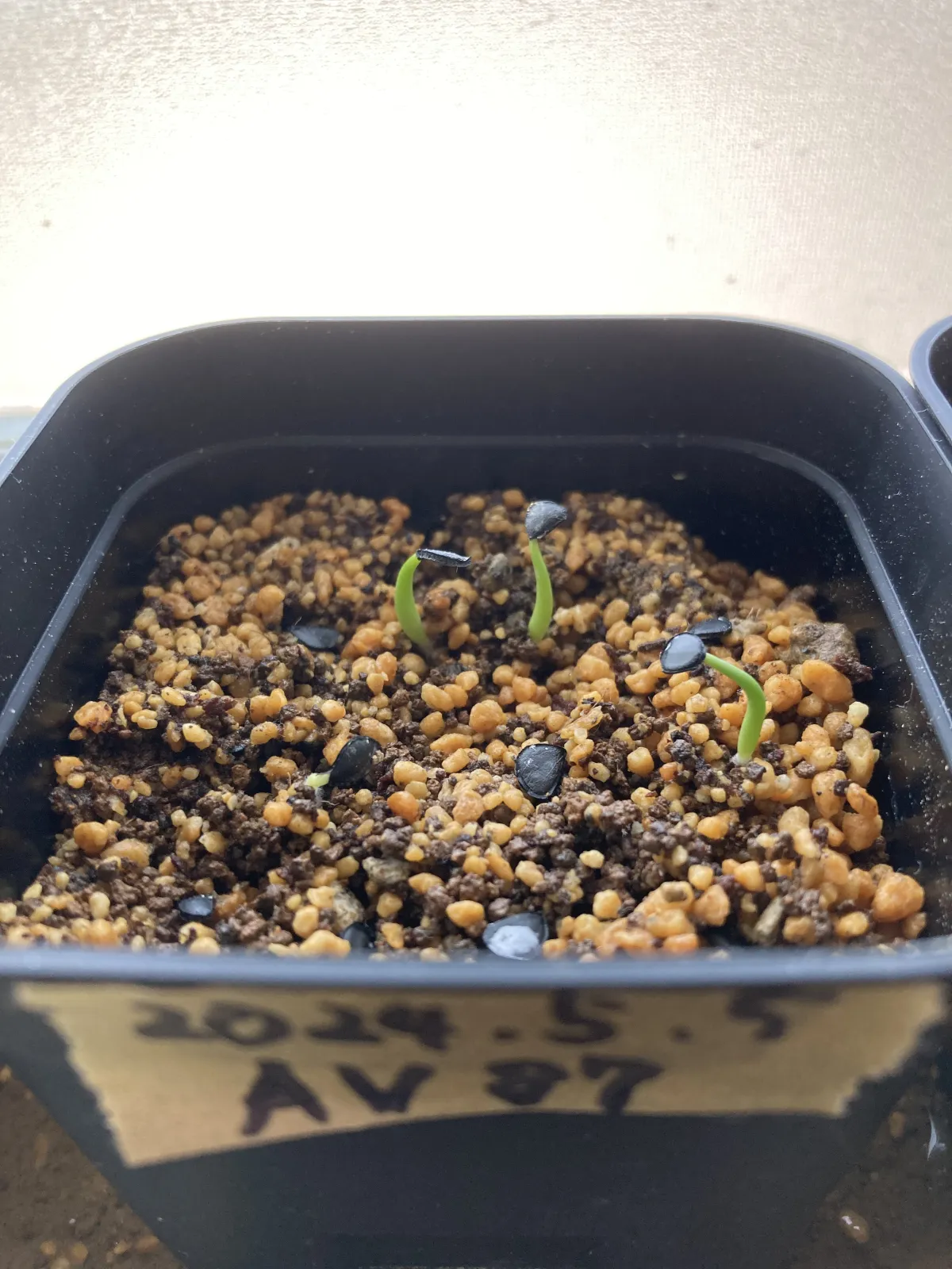 Agave mckelveyana (アガベ マッケルベヤナ)