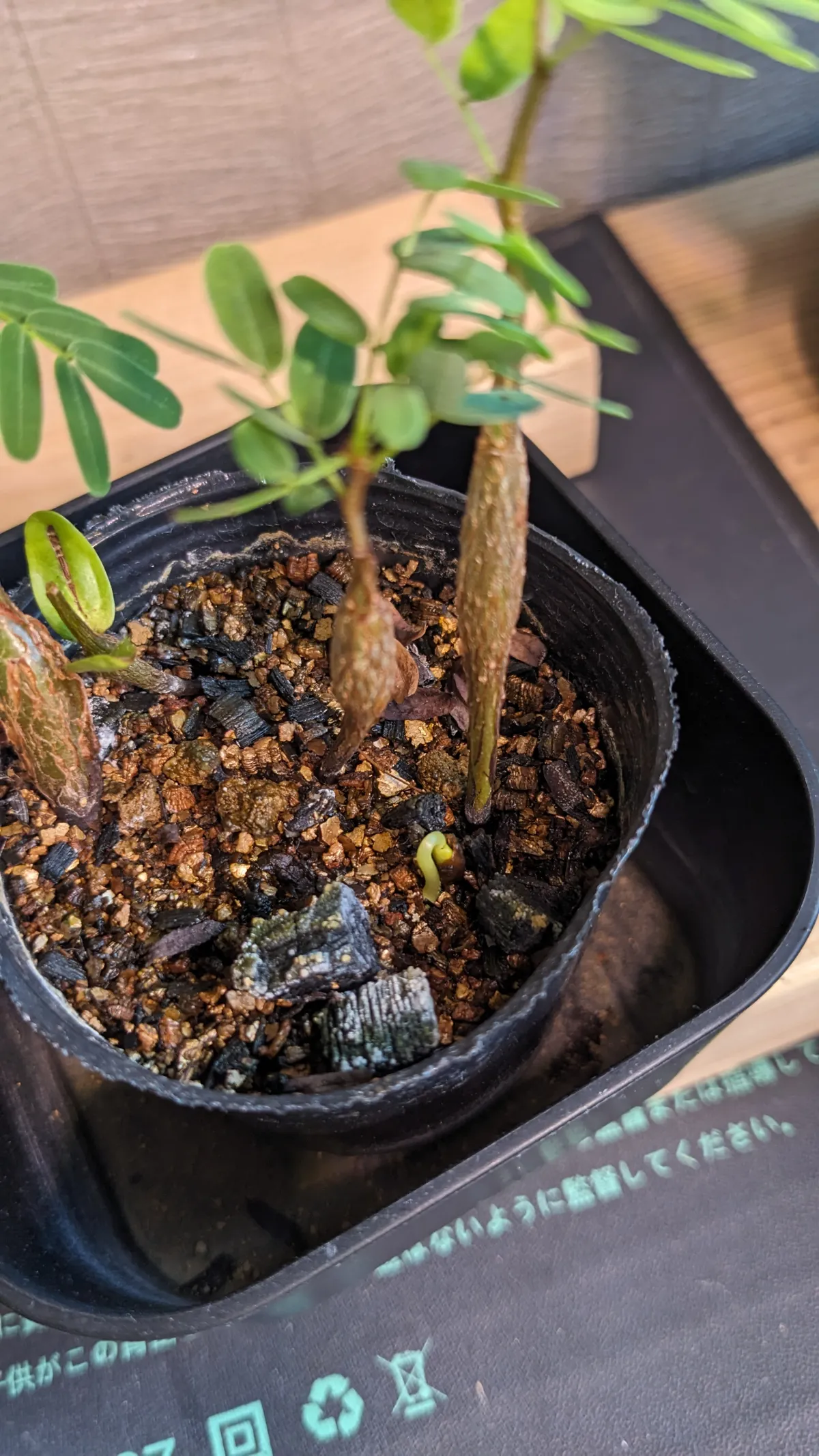 Senna meridionalis (センナ メリディオナリス)