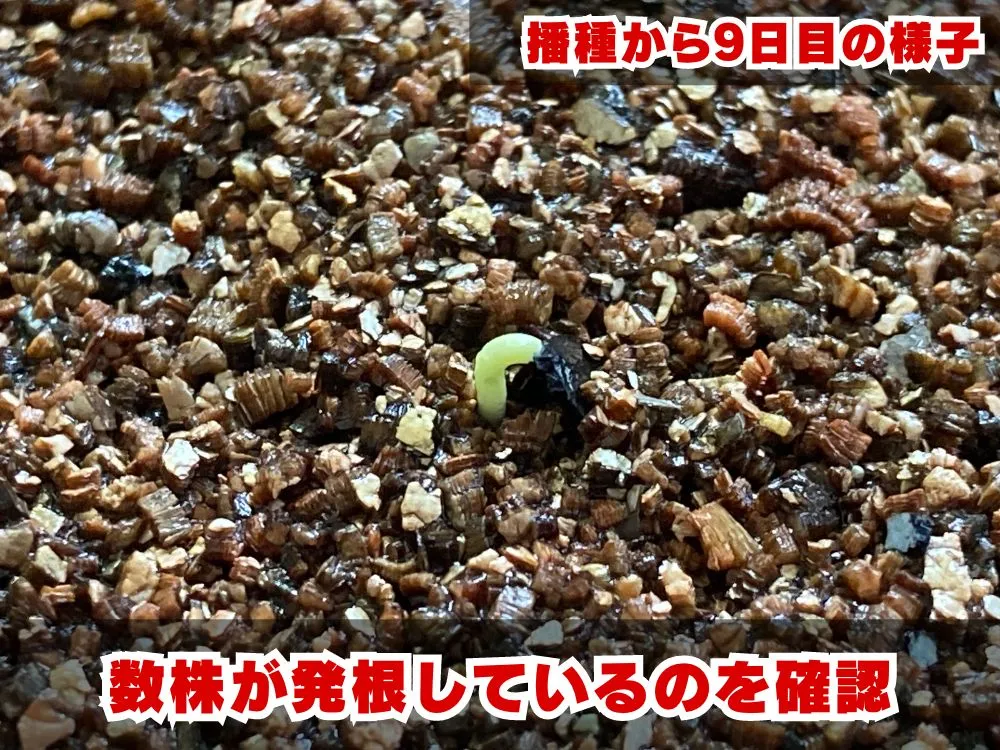 Agave seemanniana (アガベ ピグマエア)