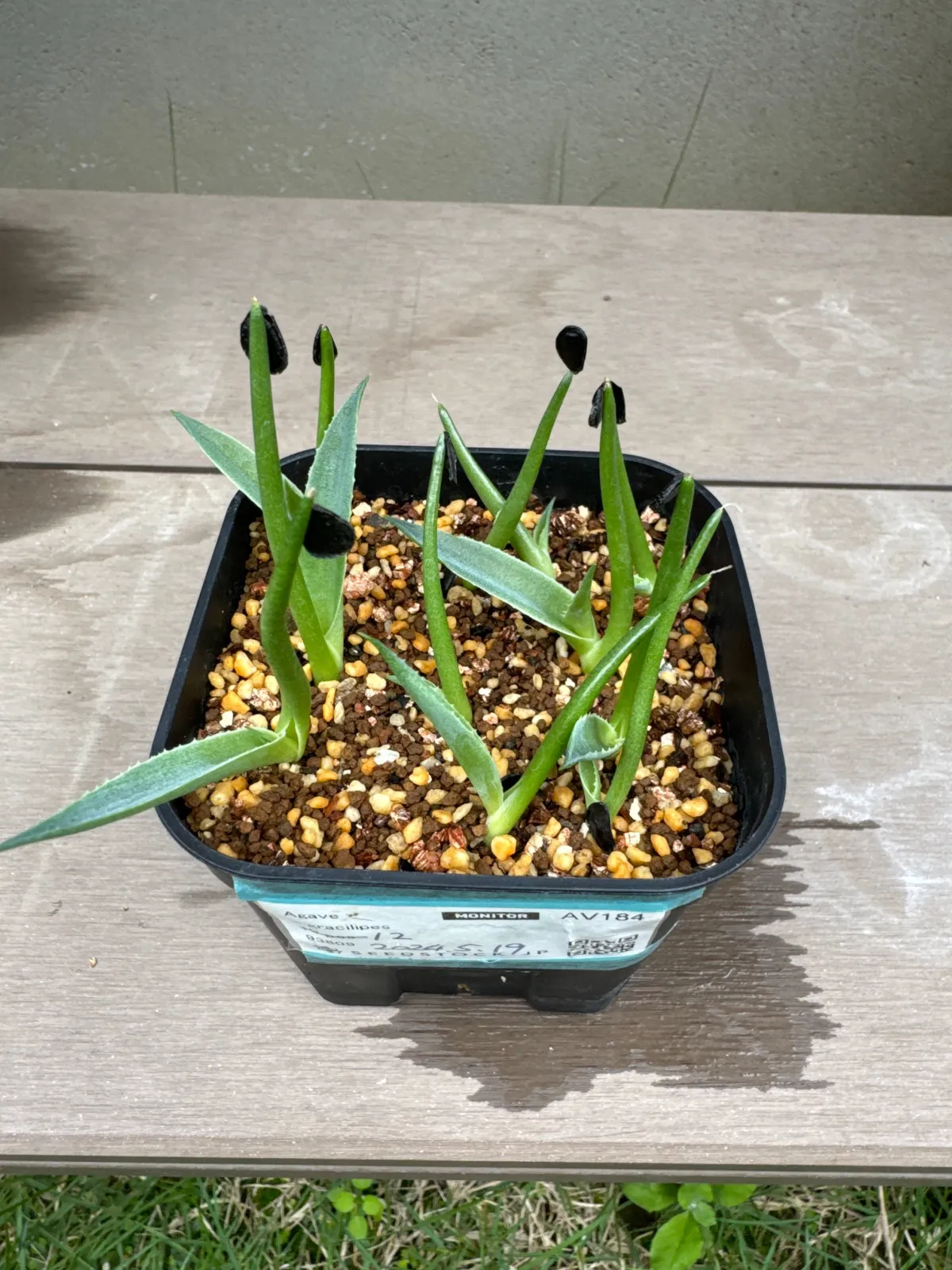 Agave gracilipes (アガベ グラシリペス)