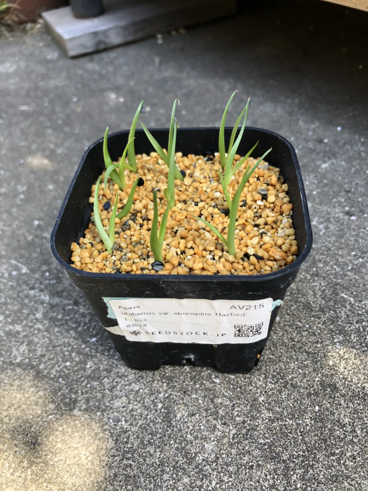 Agave utahensis var. eborispina 'Hayford' (アガベ エボリスピナ ヘイフォード)