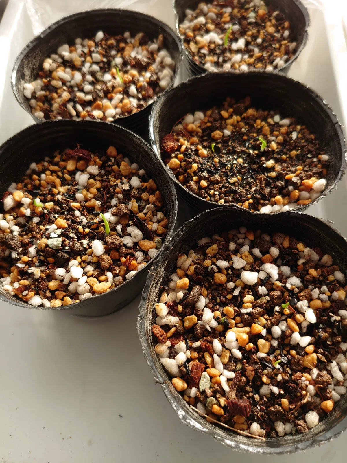 Agave utahensis var. nevadensis (アガベ ユタエンシス ネヴァデンシス)