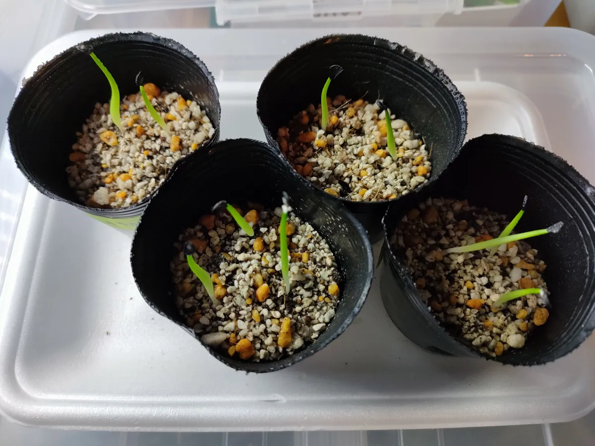 Agave oteroi (アガベ オテロイ)