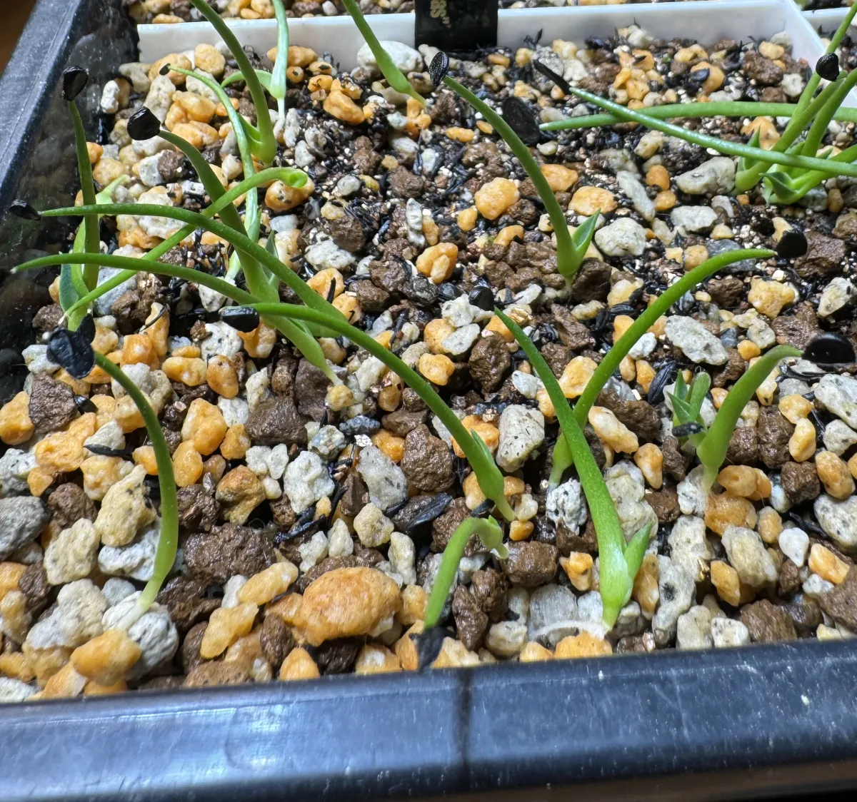 Agave utahensis var. eborispina 'Vegas' (アガベ エボリスピナ ヴェガス)