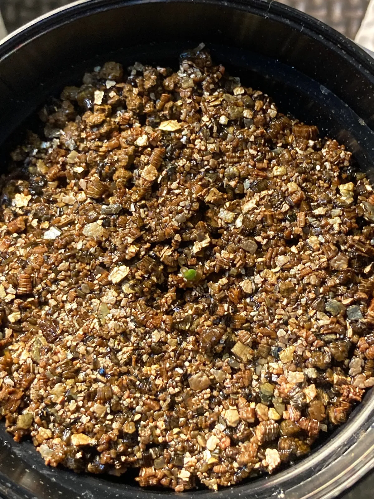 Pelargonium reniforme (ペラルゴニウム レニフォルメ)