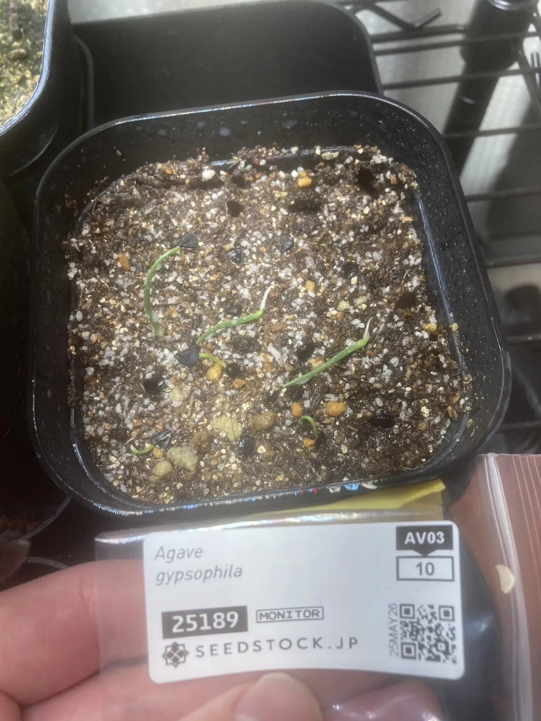 Agave gypsophila (アガベ ジプソフィラ)