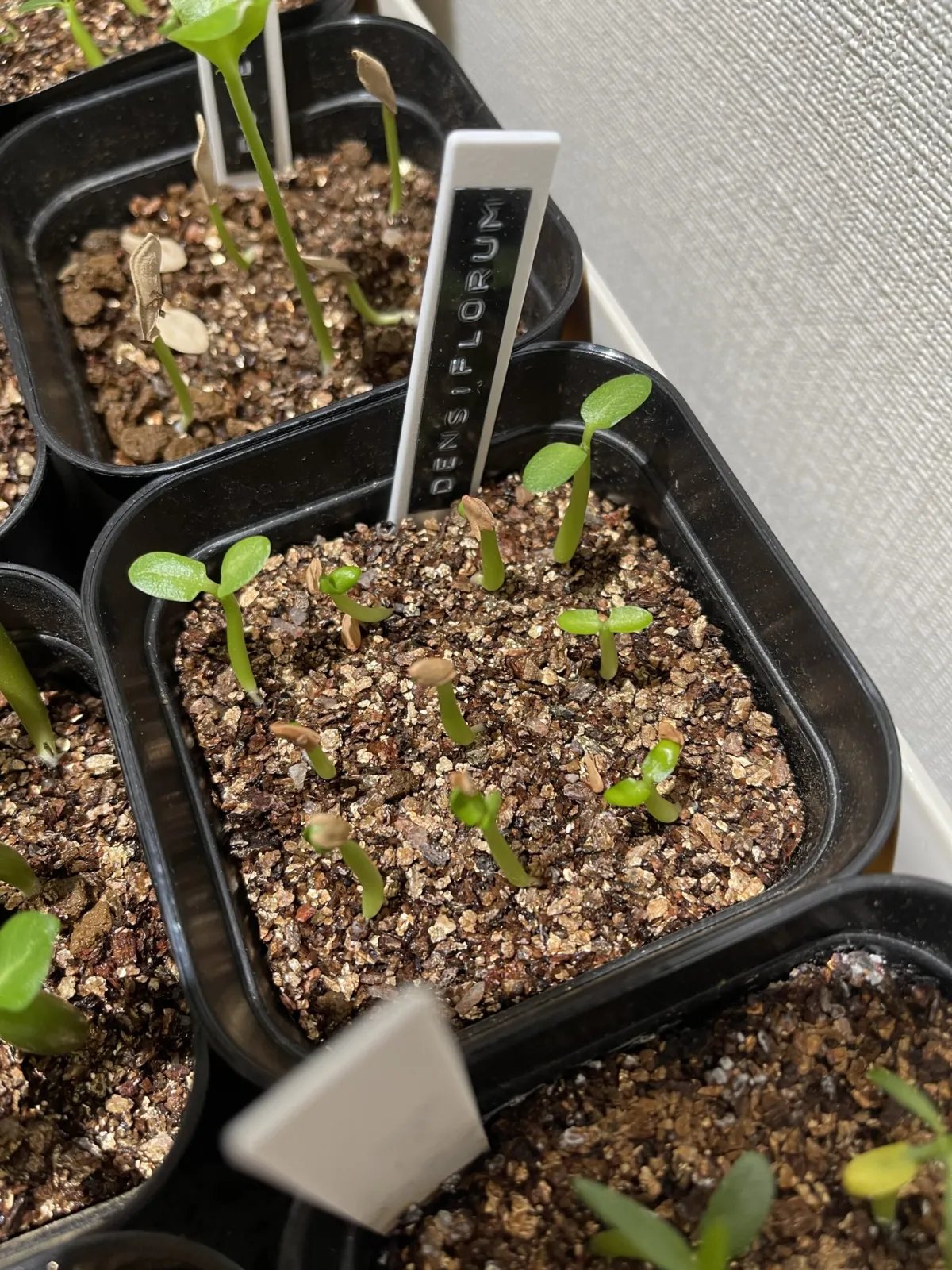 Pachypodium densiflorum var. densiflorum (パキポディウム デンシフローラム)