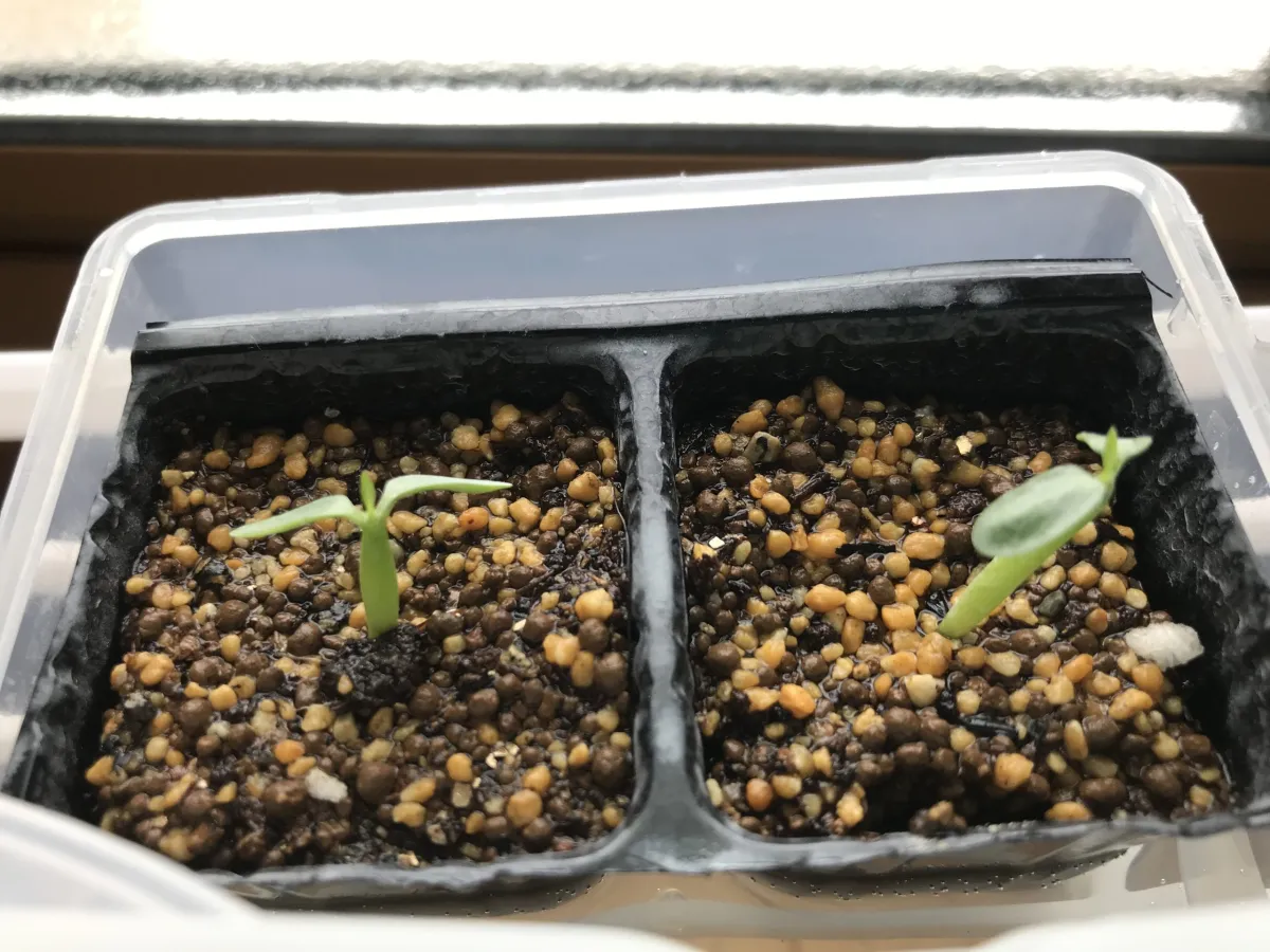 Pachypodium horombense (パキポディウム ホロンベンセ)