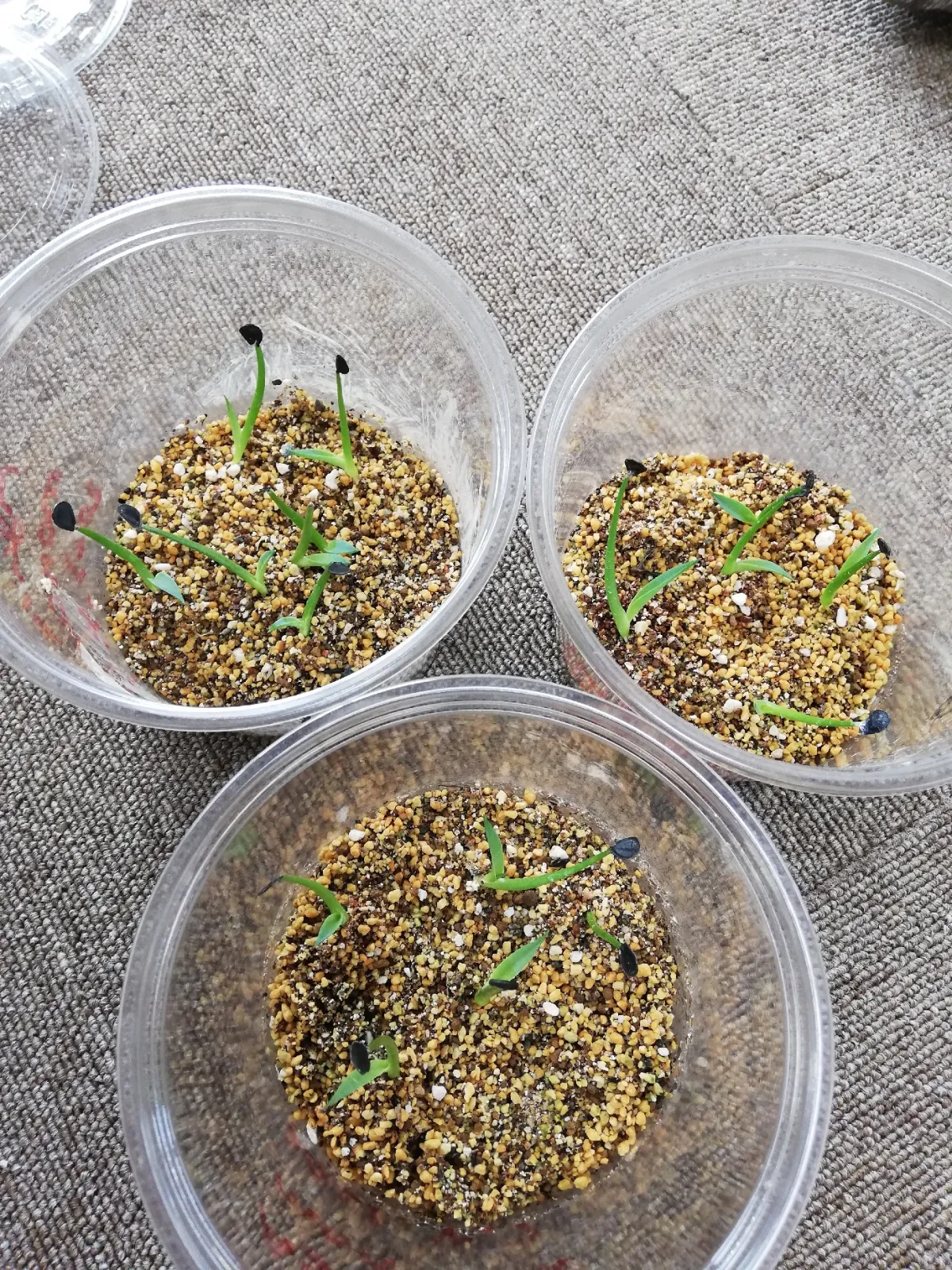 Agave montana (アガベ モンタナ)