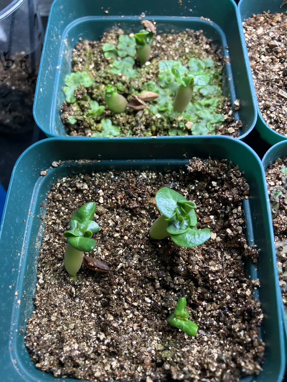 Adenium obesum thai socotranum DHA (アデニウム タイソコ DHA)