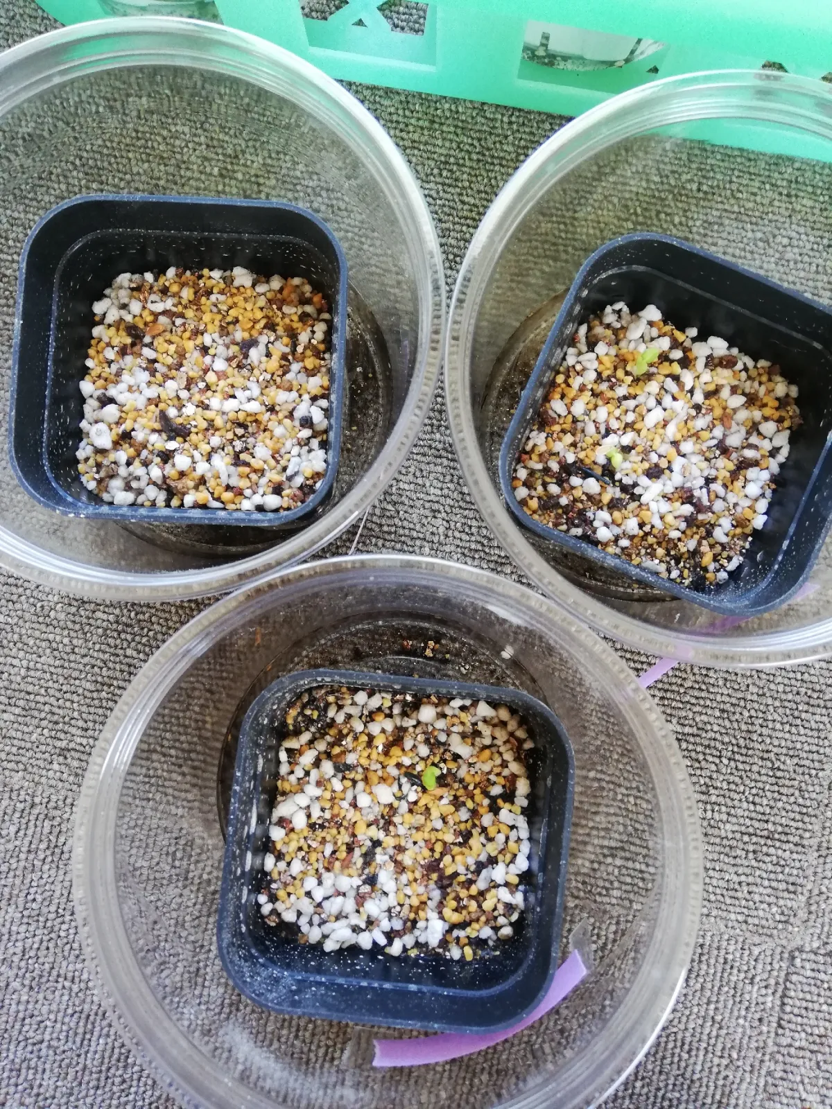 Pachypodium densiflorum var. brevicalyx (パキポディウム ブレビカリックス)