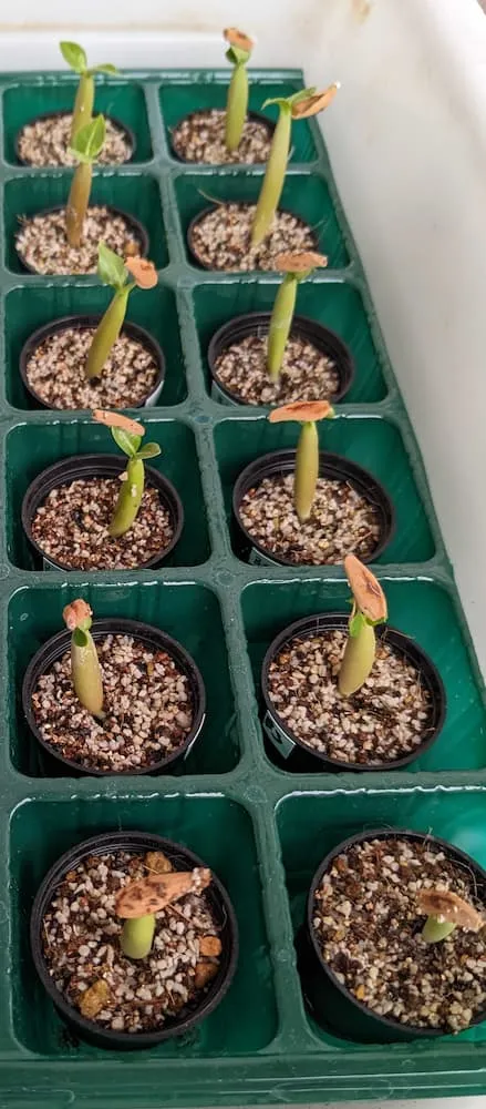 Adenium arabicum Black Stem (アデニウム アラビカム ブラックステム)