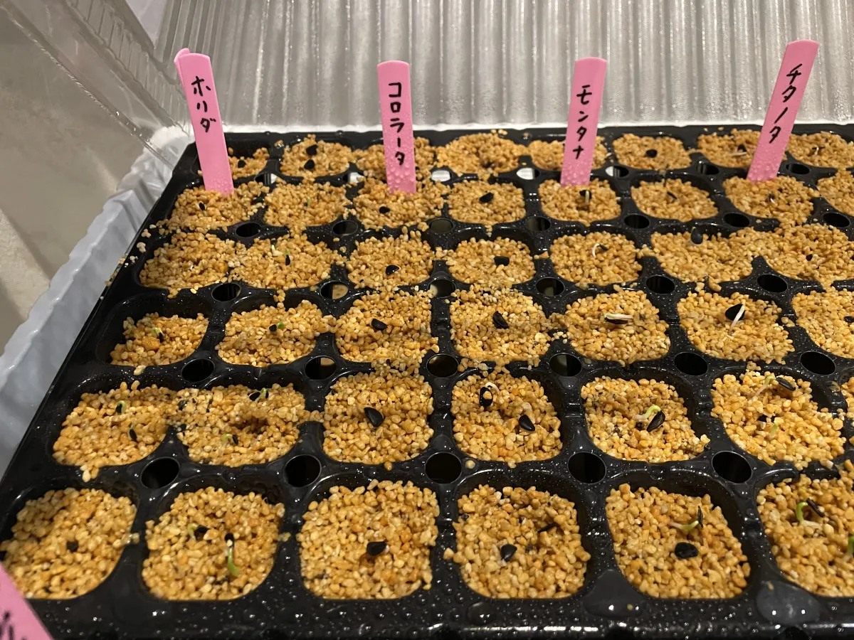 Pachypodium rosulatum var. gracilius (パキポディウム グラキリス)