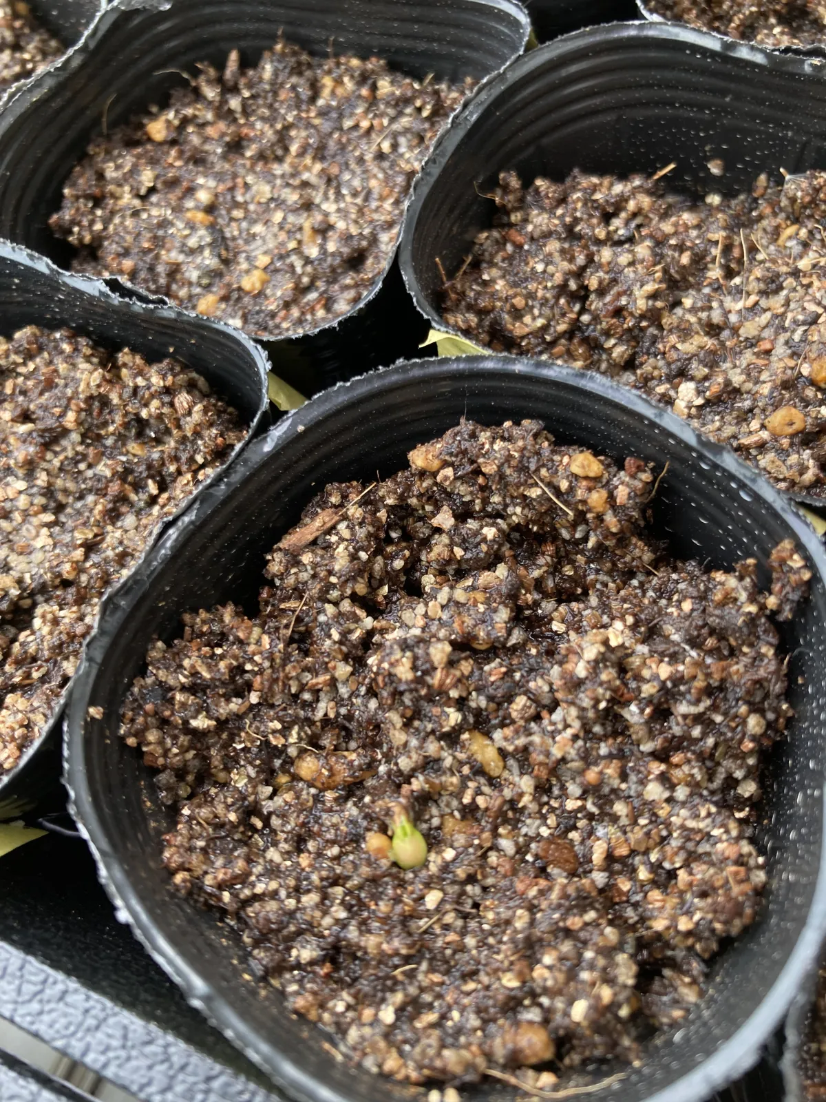 Euphorbia stellata (ユーフォルビア ステラータ 飛竜)