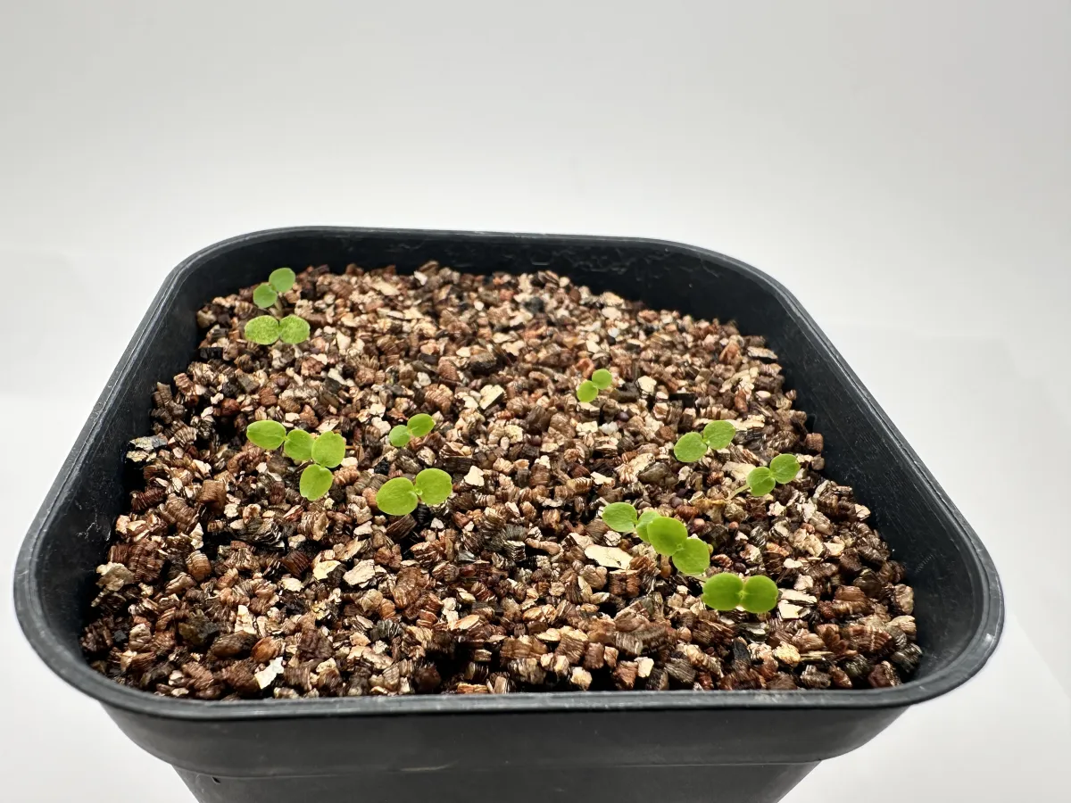 Ficus petiolaris (フィカス ペティオラリス)