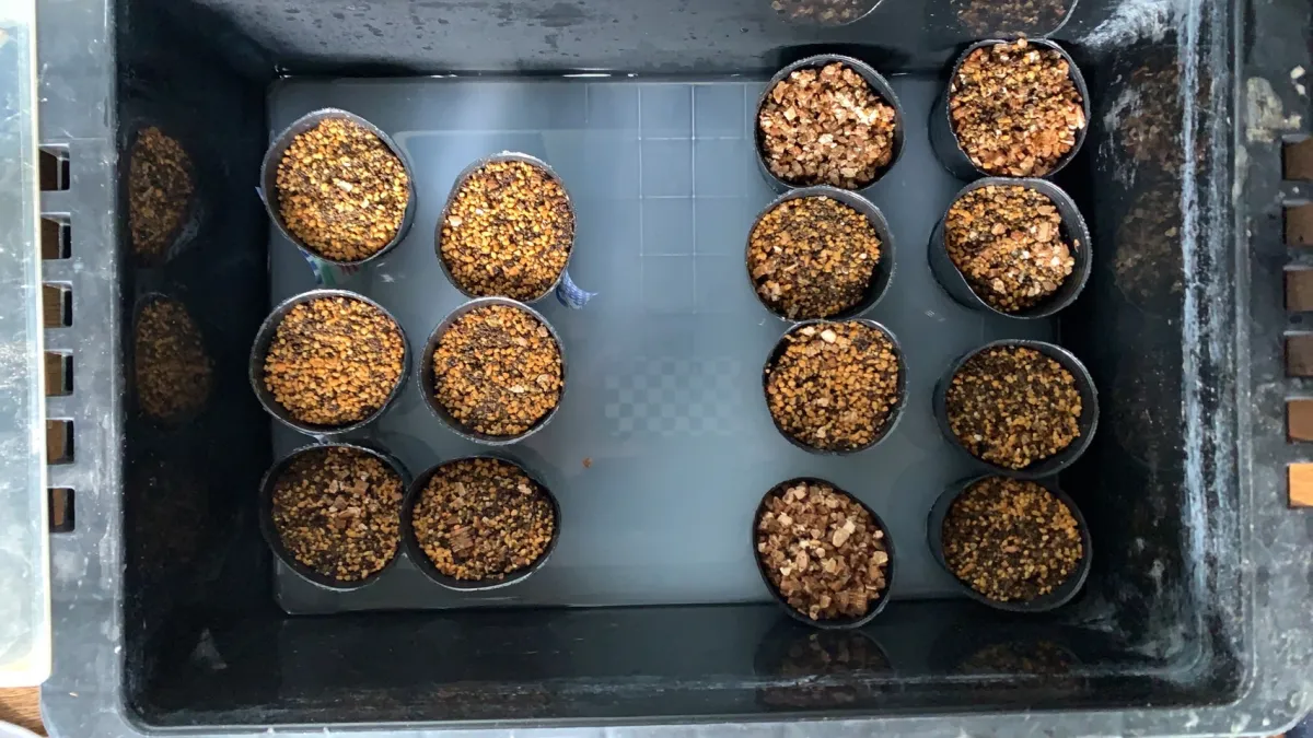 Pachypodium densiflorum var. densiflorum (パキポディウム デンシフローラム)