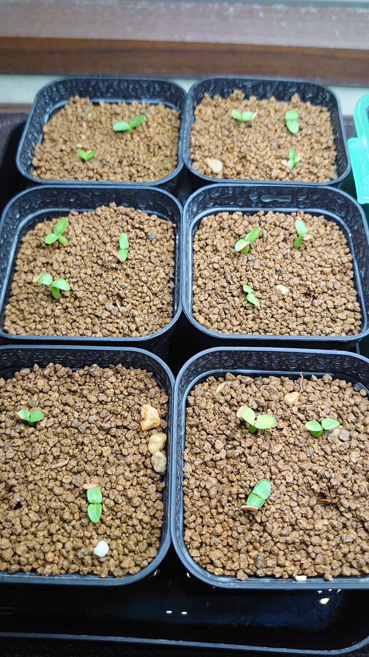 Pachypodium brevicaule subsp. leucoxanthum (パキポディウム レウコキサンツム)