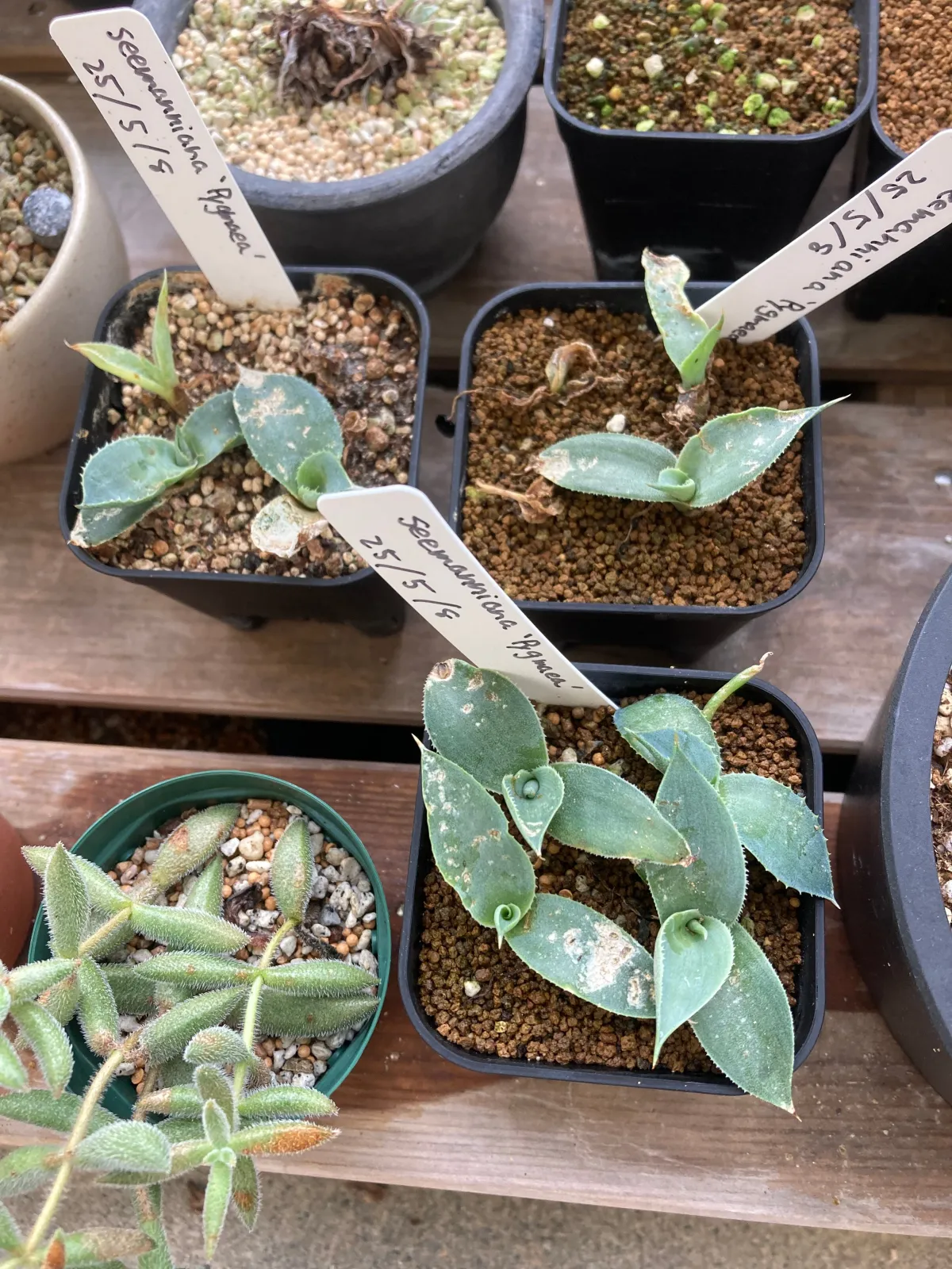 種子] アガベ チタノタブルー Agave titanota Blue｜人気品種 初心者