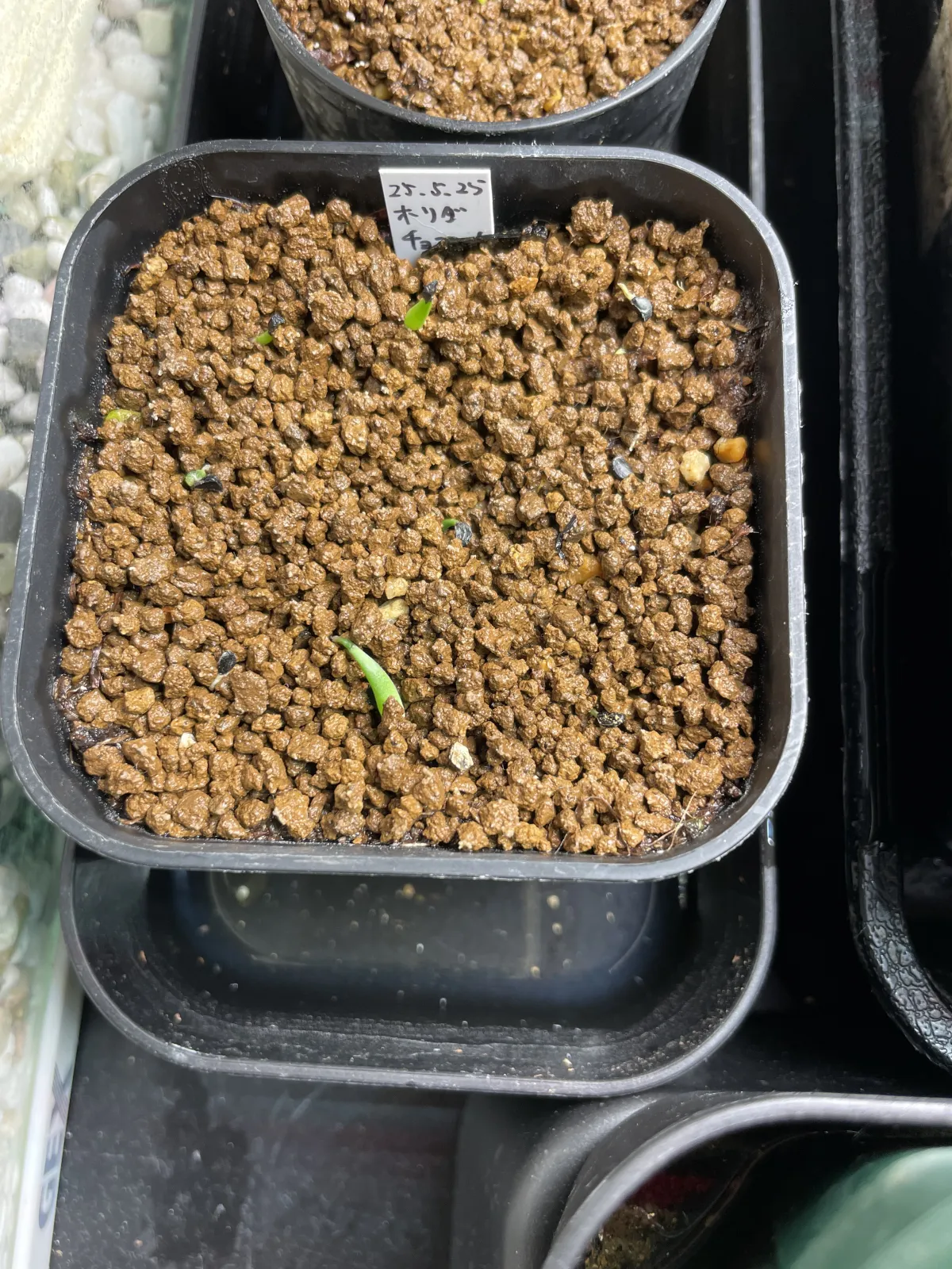 Agave horrida 'Chocolate Thorn' (アガベ ホリダ チョコレートソーン)