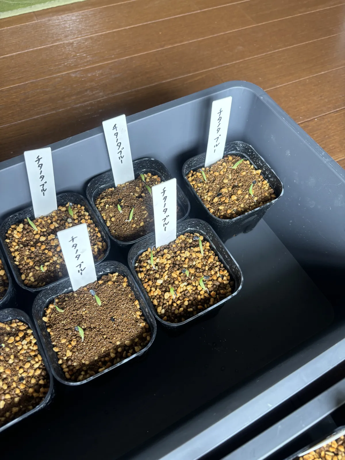 Agave titanota 'Blue' (アガベ チタノタブルー)