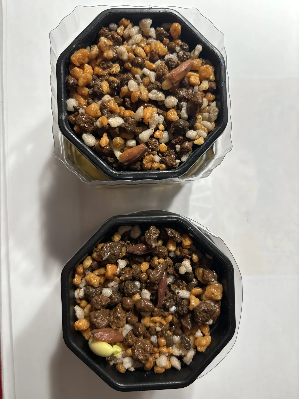 Adenium arabicum (アデニウム アラビカム)