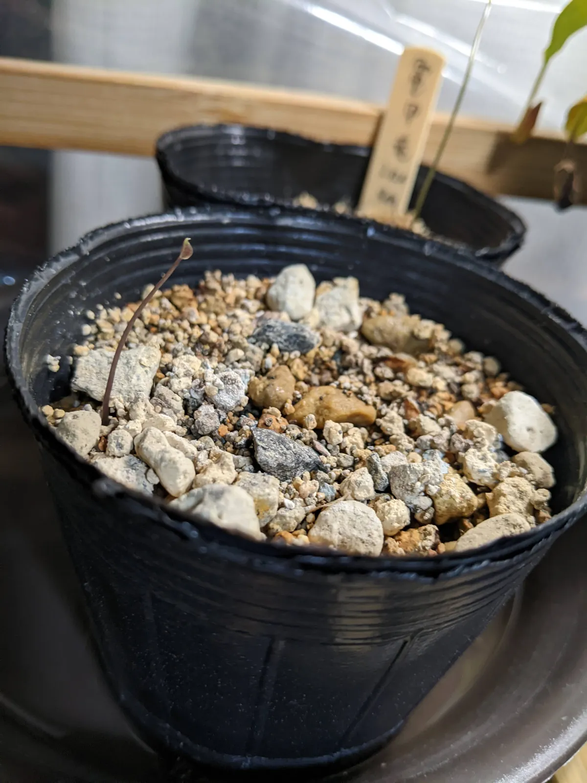 Dioscorea elephantipes (ディオスコレア エレファンティペス アフリカ亀甲竜)