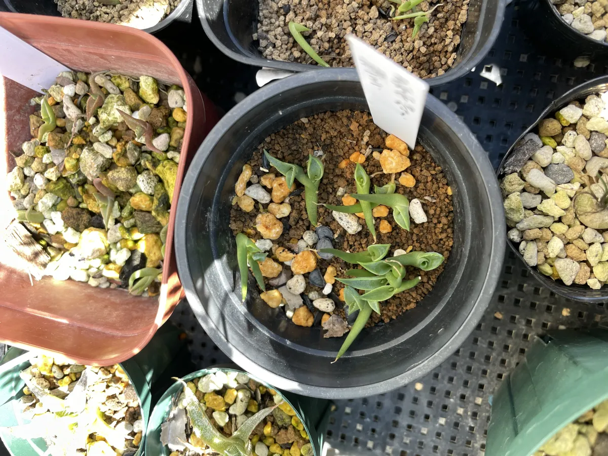 Agave parryi subsp. parryi (アガベ パリー)