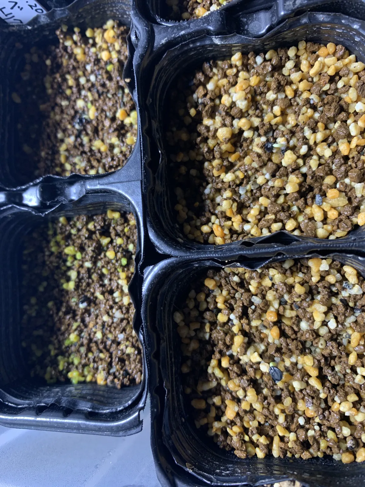 Agave stricta (アガベ ストリクタ)