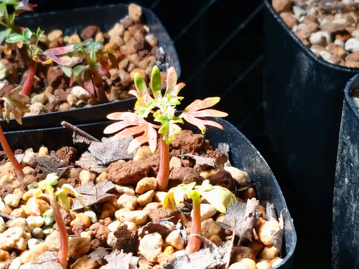 Boswellia sacra (ボスウェリア サクラ)