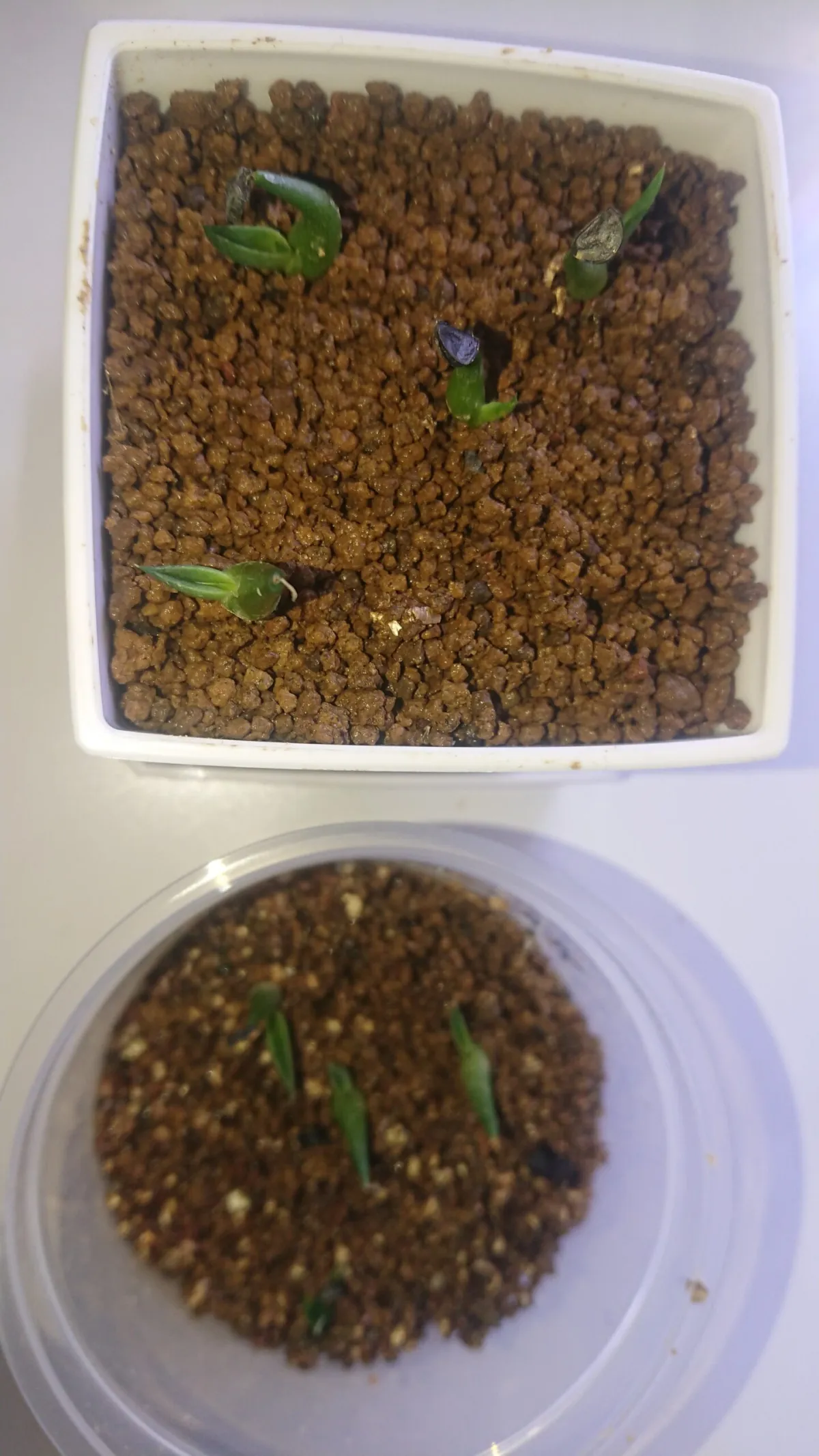 Agave nickelsiae (アガベ ニッケルシー)