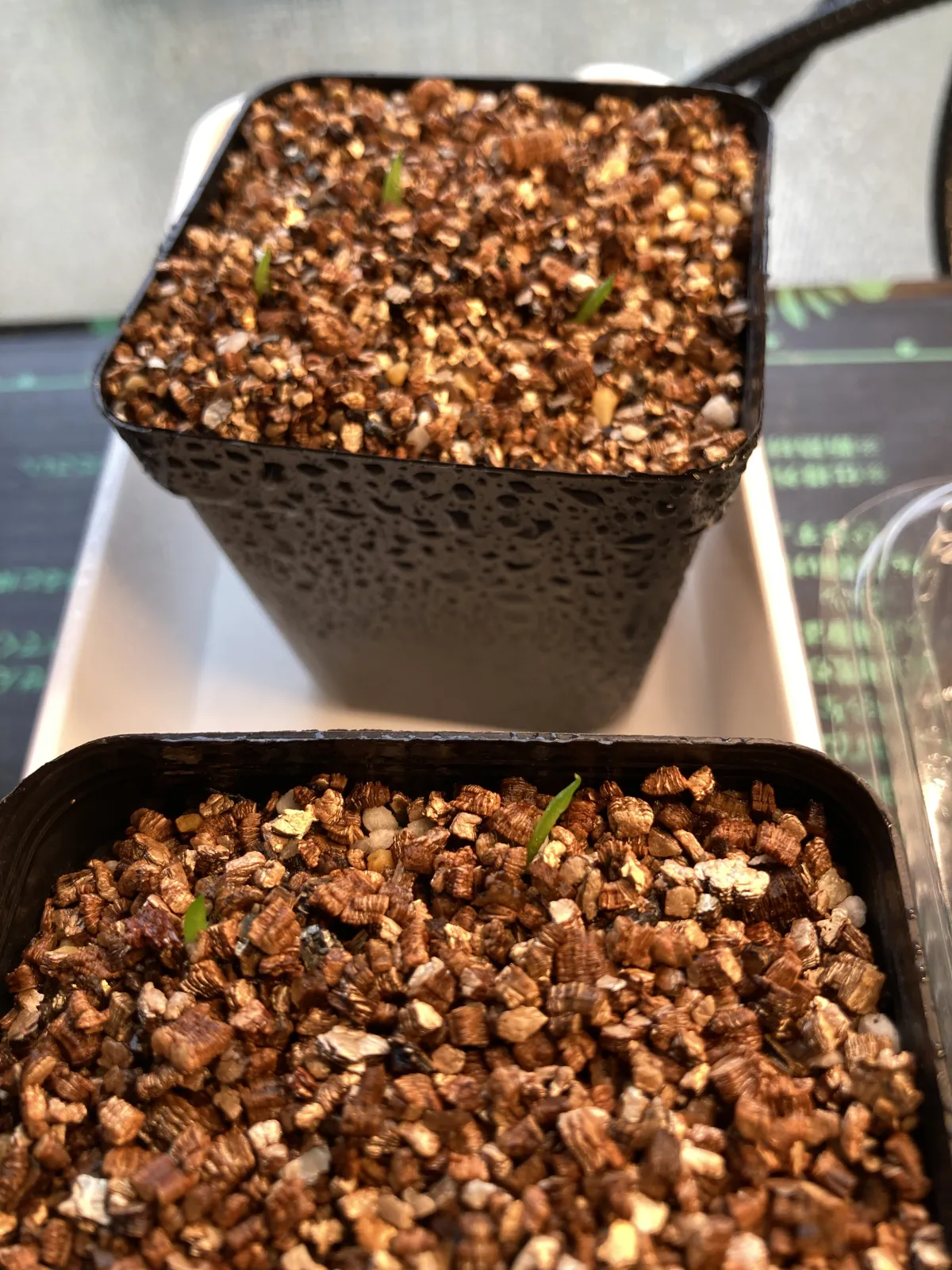 Aloe cipolinicola (アロエ キポリニコラ)