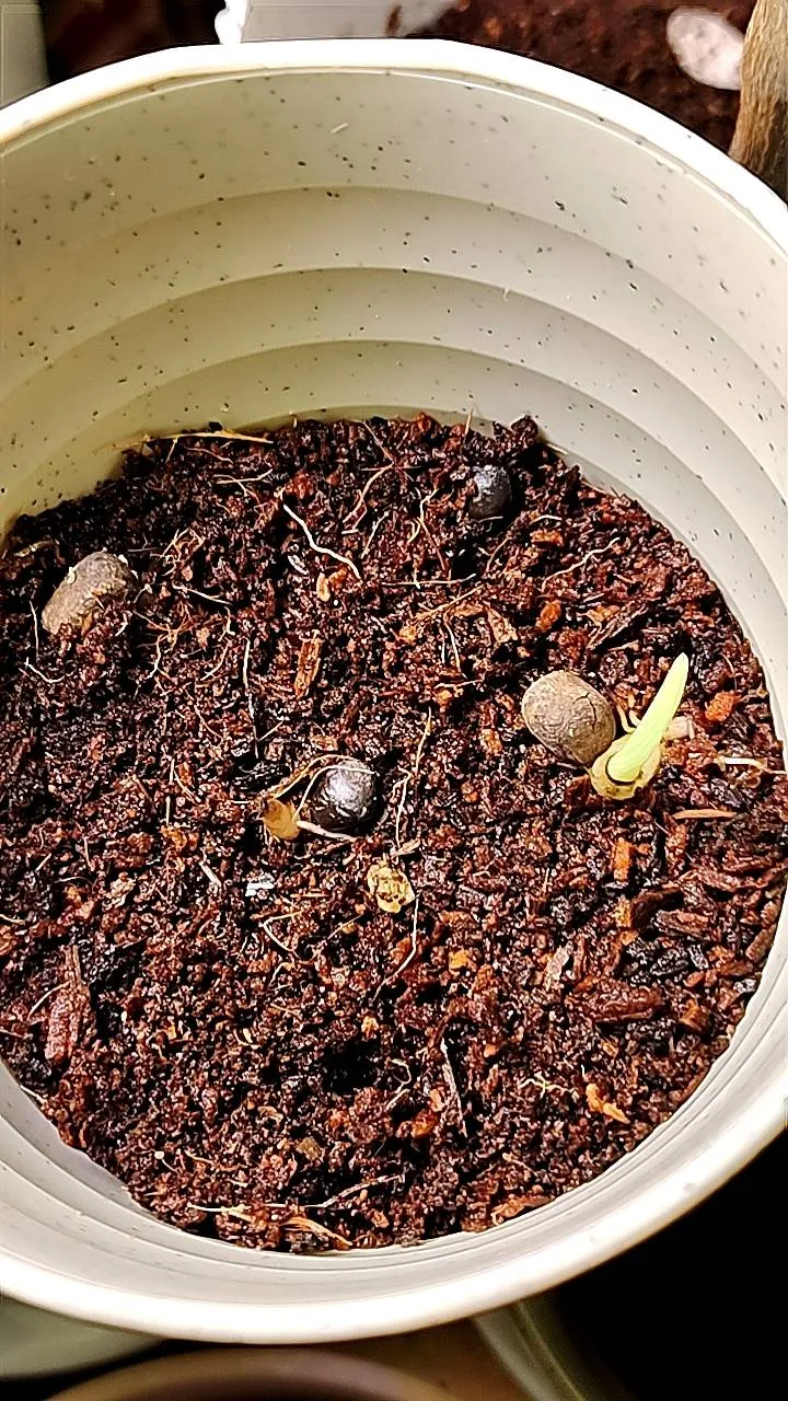 Ravenala madagascariensis (ラベナラ マダガスカリエンシス)