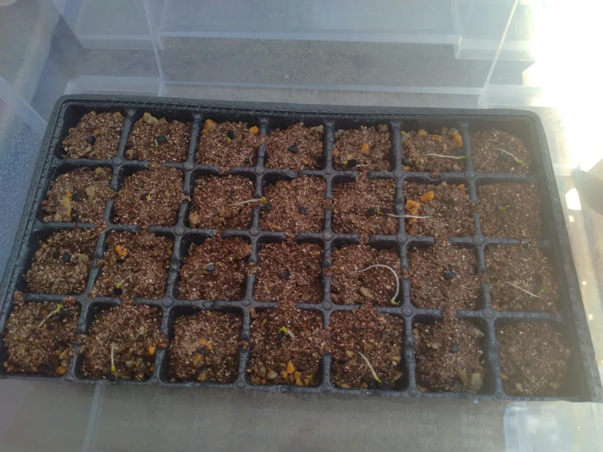 Yucca rostrata (ユッカ ロストラータ)