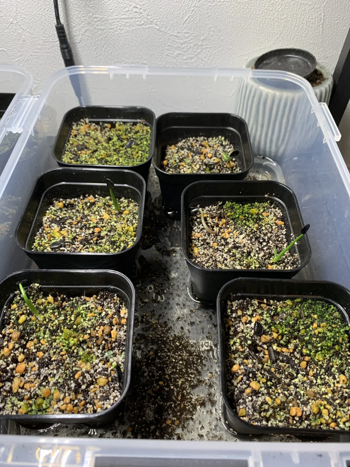 Agave mapisaga (アガベ マピサガ)