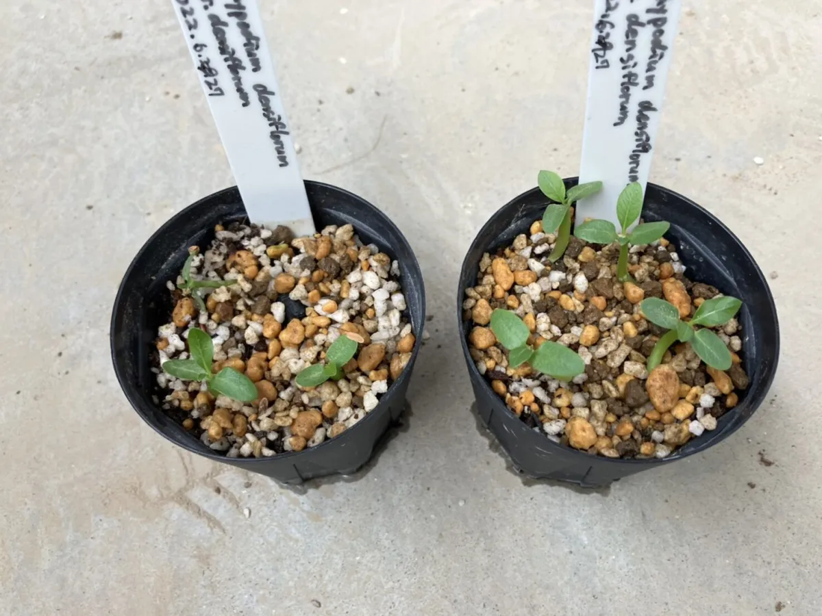 Pachypodium densiflorum var. densiflorum (パキポディウム デンシフローラム)