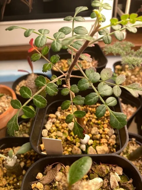 Pachycormus discolor var. veatchianus (パキコルムス ディスカラー ビーチアナス)