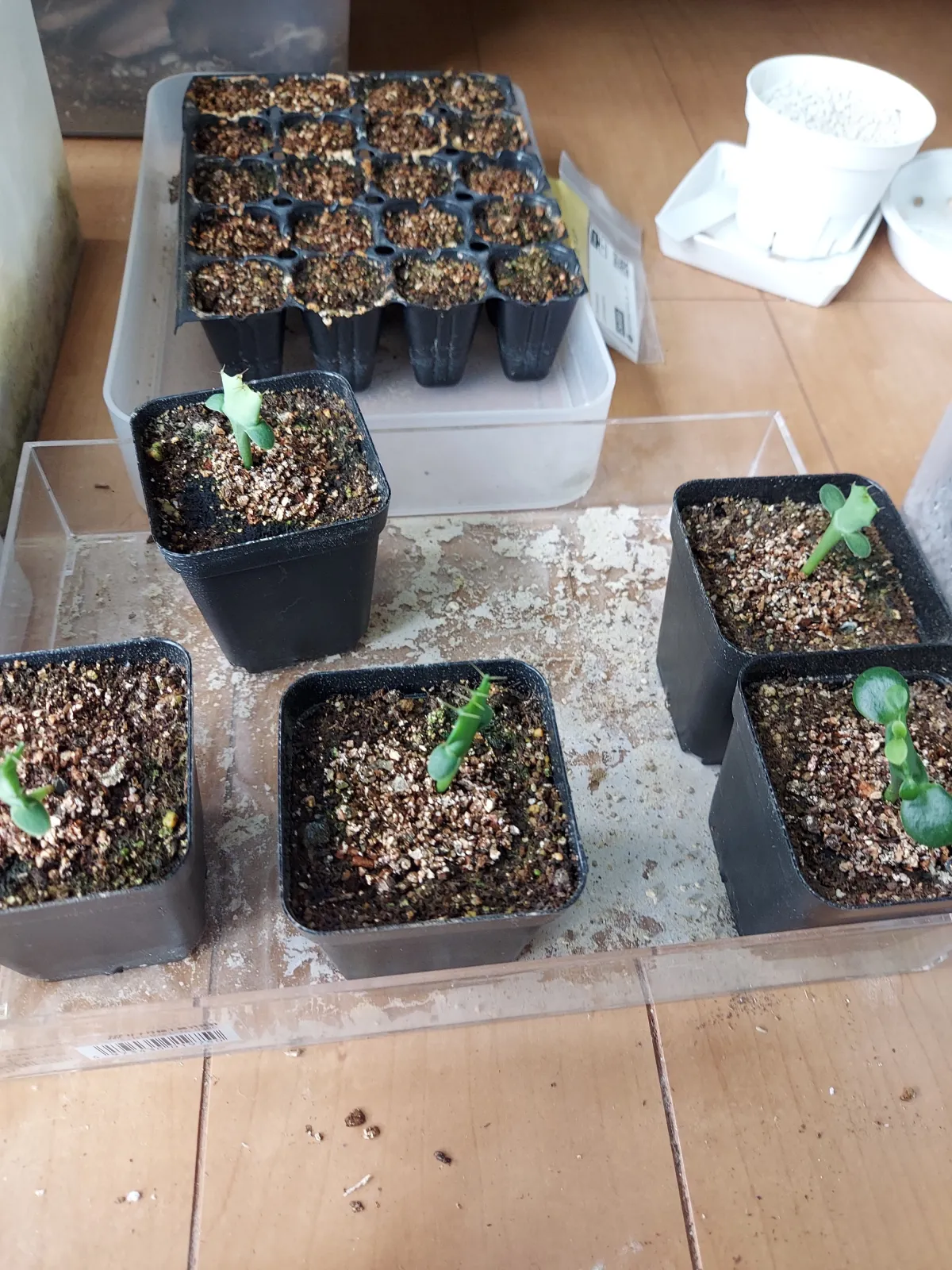 Euphorbia grandicornis subsp. grandicornis (ユーフォルビア グランディコルニス)