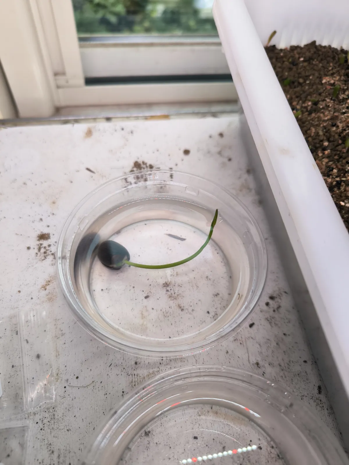 Nelumbo nucifera (ハス ヌキフェラ)