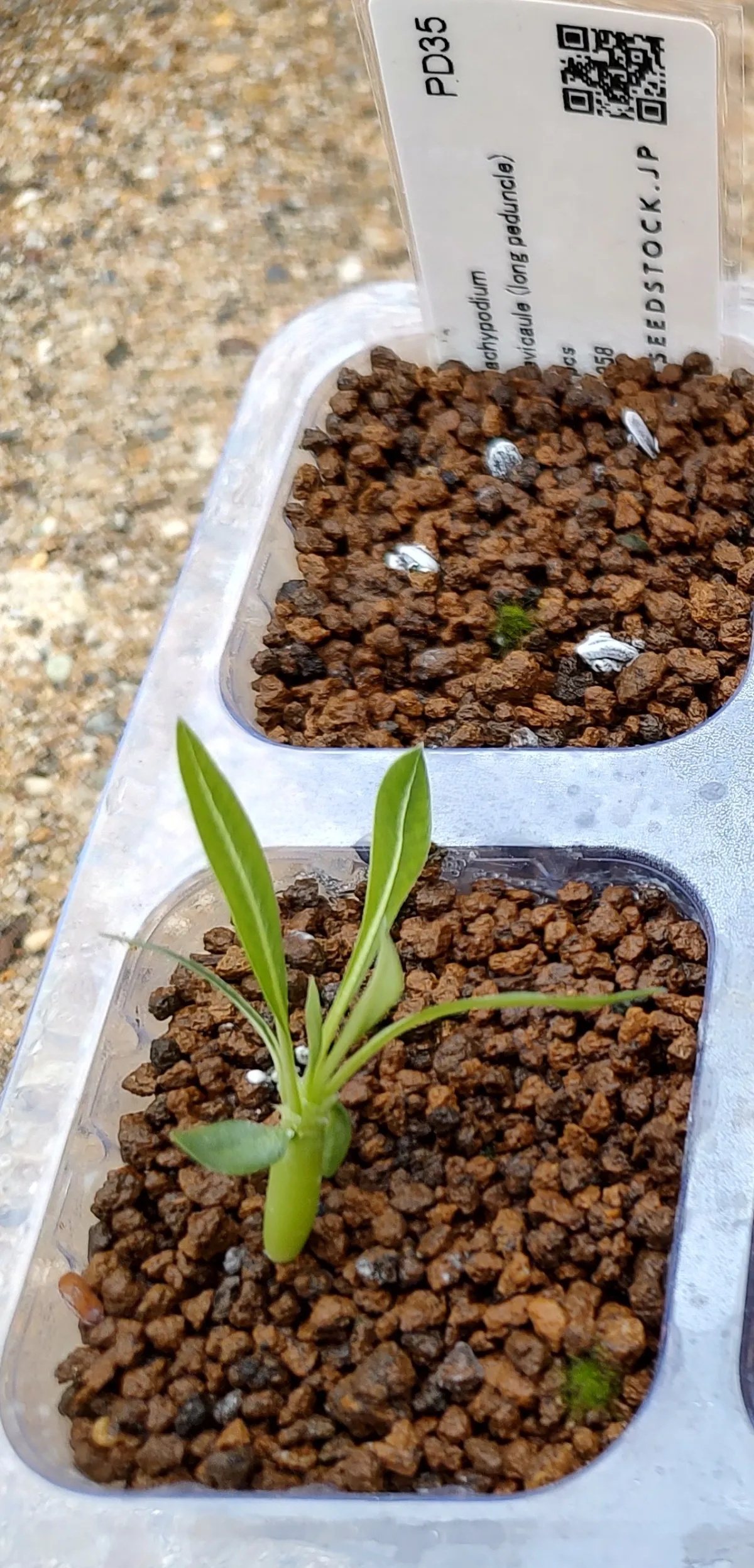 Pachypodium brevicaule (パキポディウム ブレビカウレ（長茎） ())