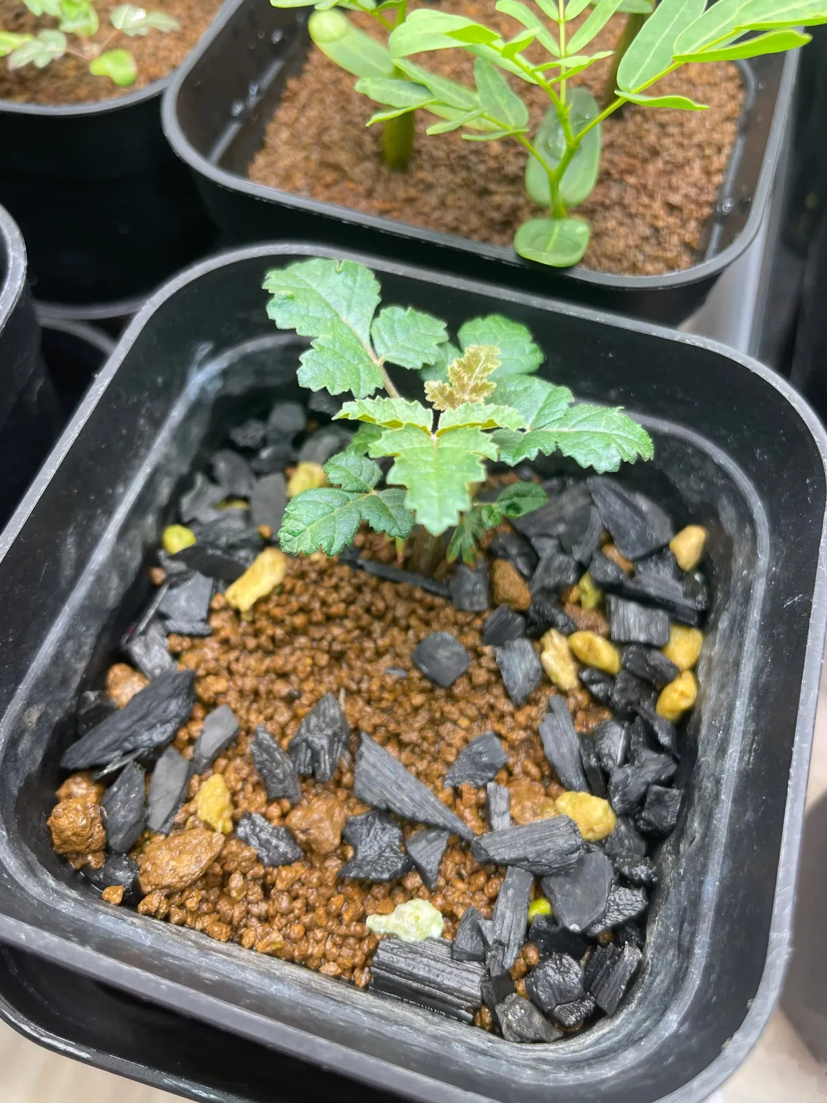 Boswellia sacra (ボスウェリア サクラ)