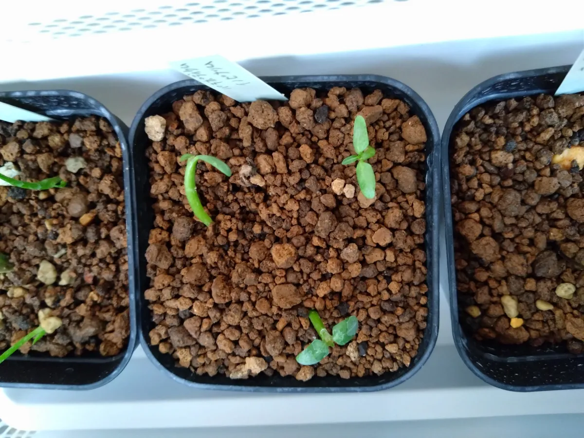 Pachypodium rosulatum var. inopinatum (パキポディウム イノピナツム)