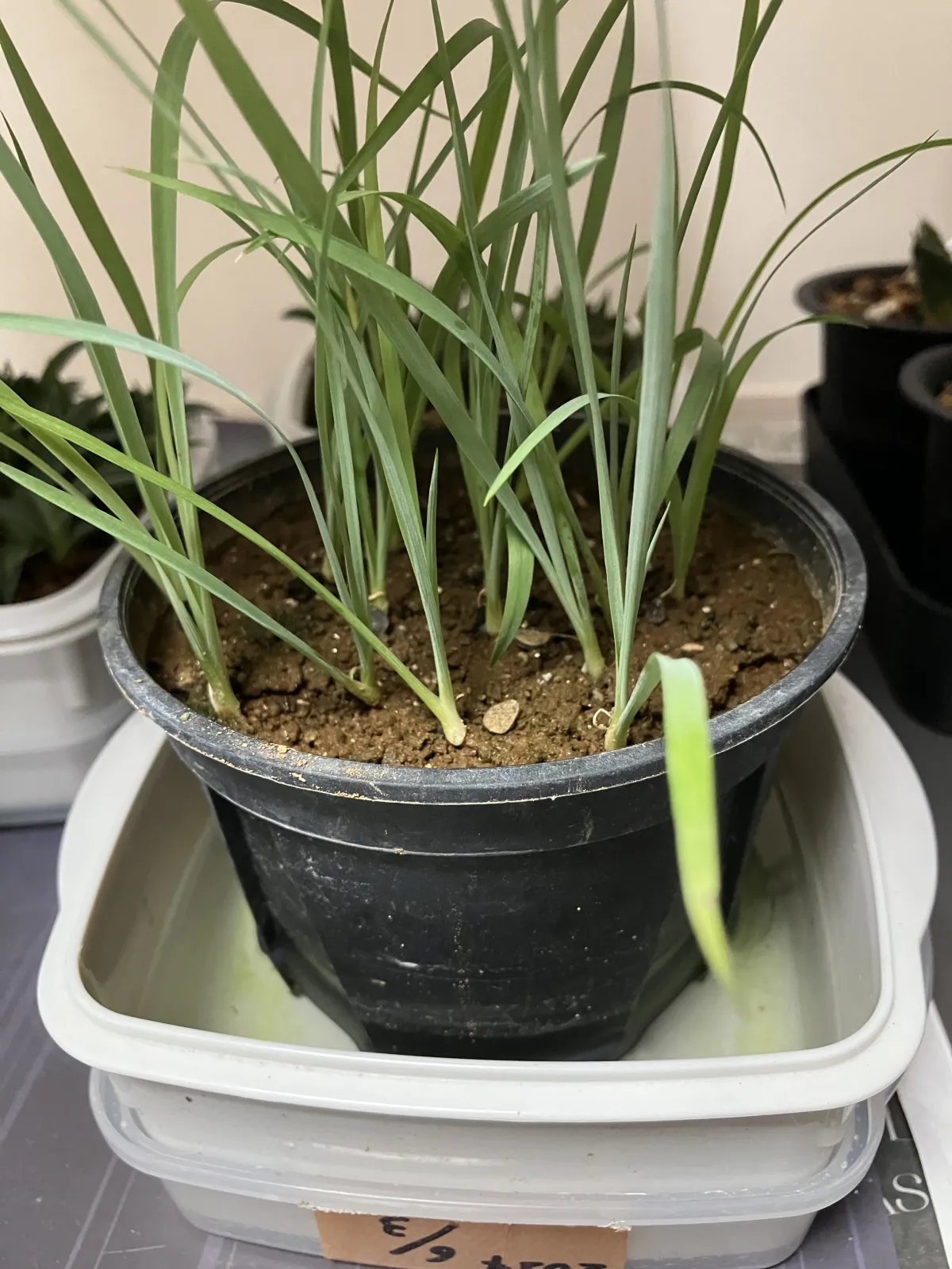 Yucca rostrata (ユッカ ロストラータ)