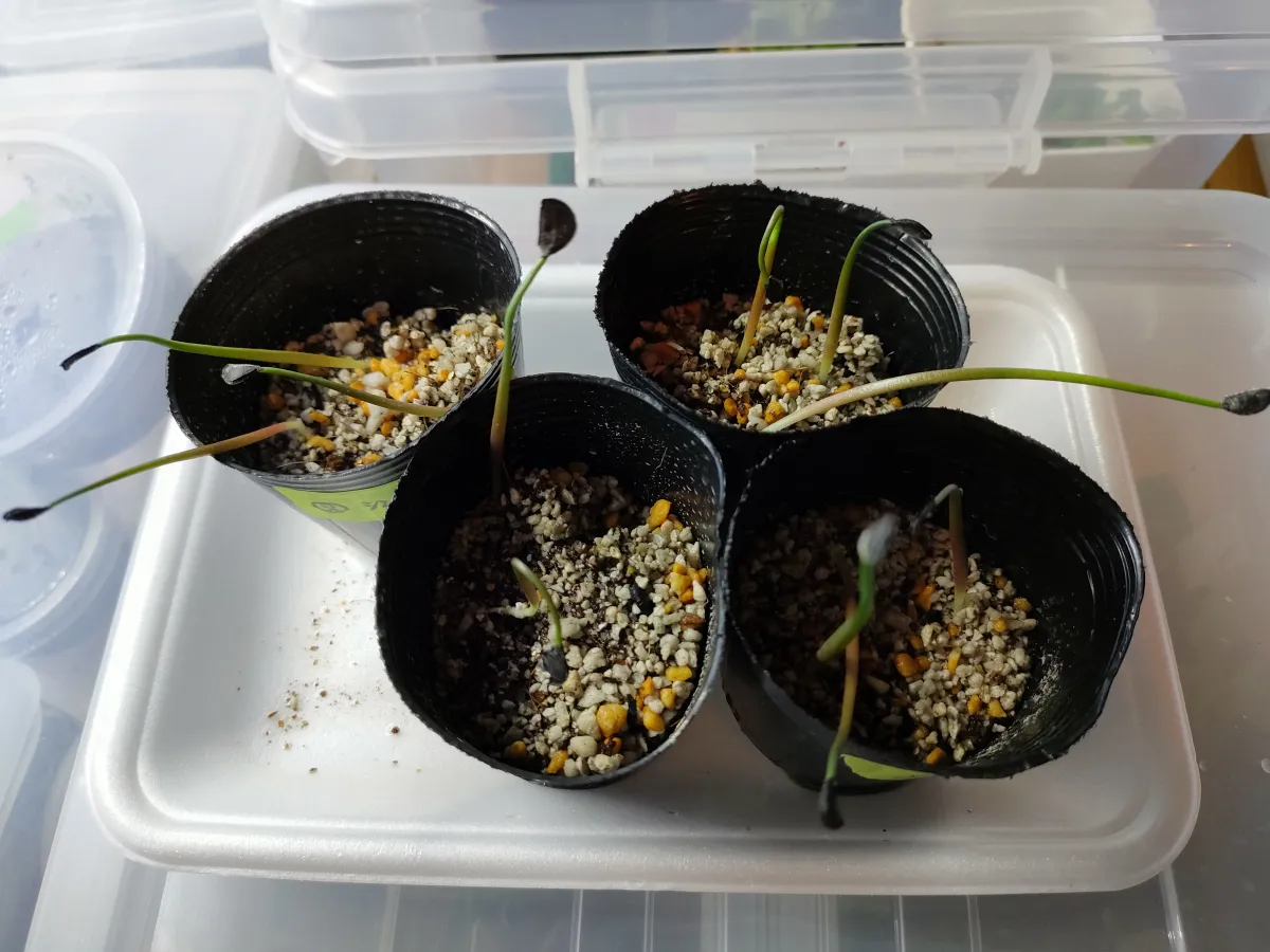 Agave shrevei ssp. magna (アガベ シュリベイマグナ)