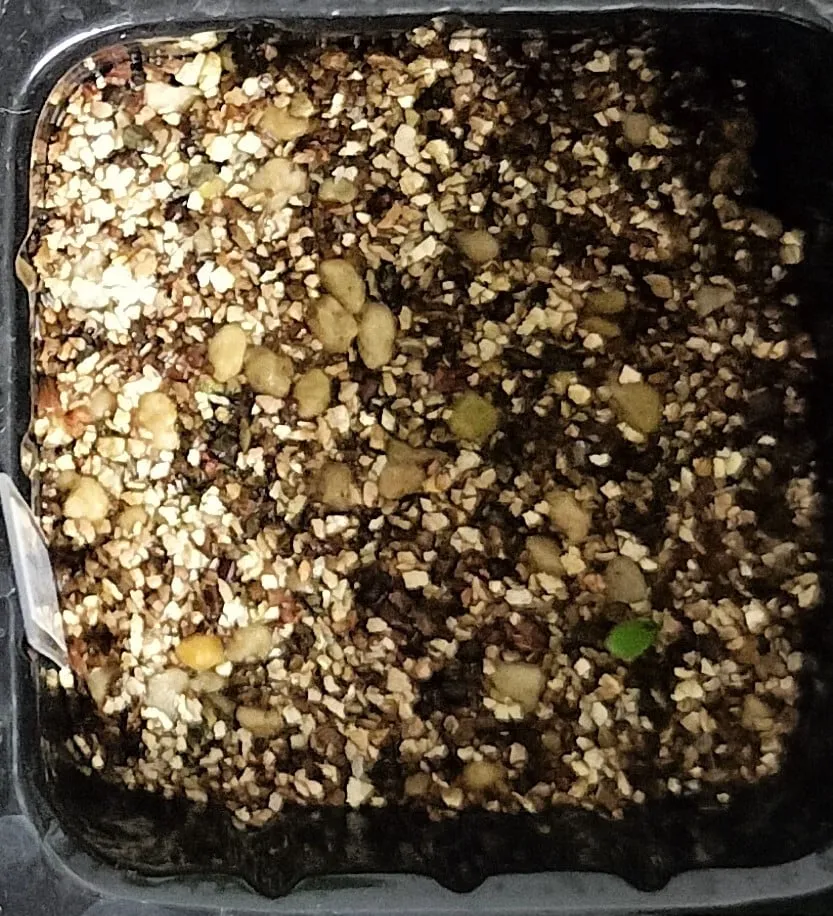 Billbergia Billbergia sp. Hallelujah x Darth Vader (ビルベルギア ハレルヤxダースベイダー)