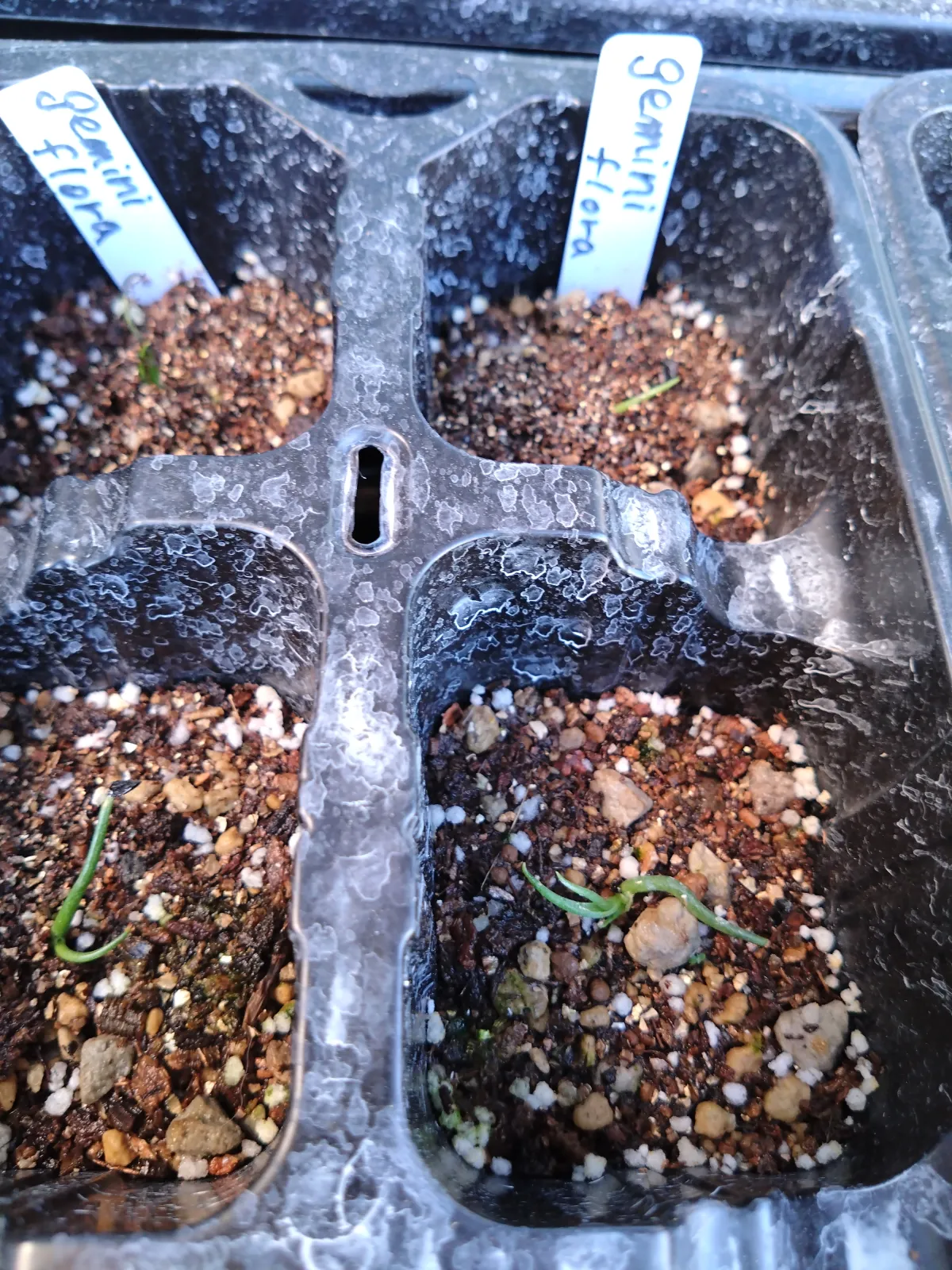 Agave geminiflora (アガベ ジェミニフローラ)