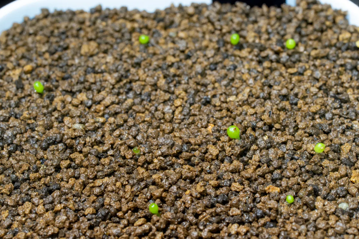 Conophytum calculus (コノフィツム カルキュルス 玉翡翠)