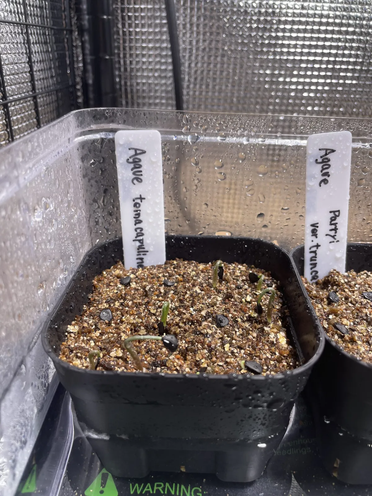 Agave temacapulinensis (アガベ テマカプリネンシス)