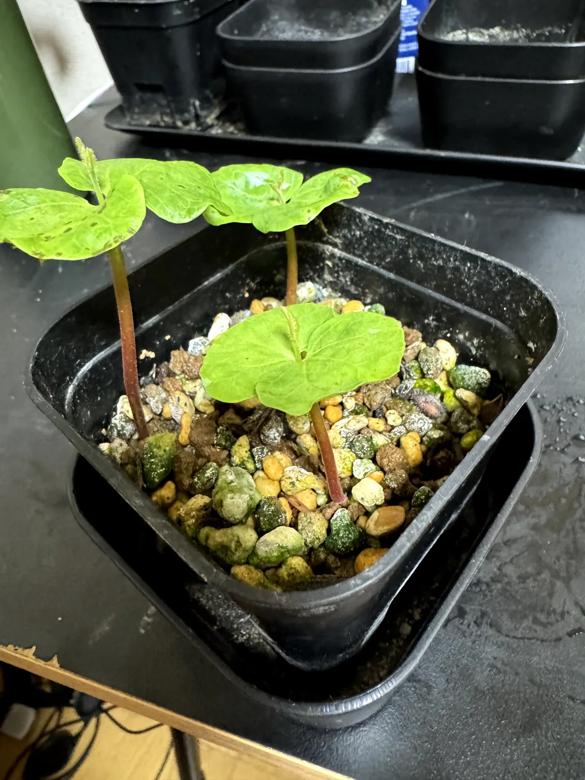 Commiphora monstruosa (コミフォラ モンストローサ)